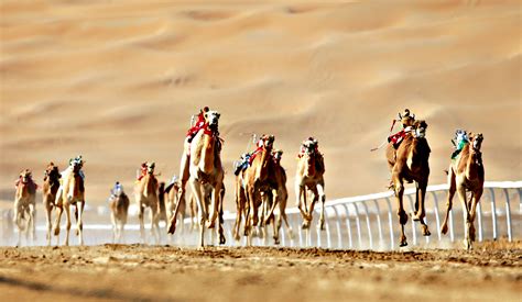 camel race in uae